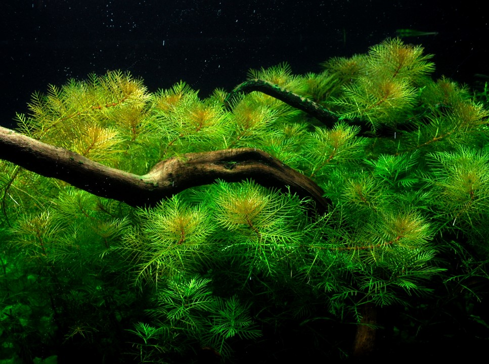 MYRIOPHYLLUM MATTOGROSSENSE TROPICA
