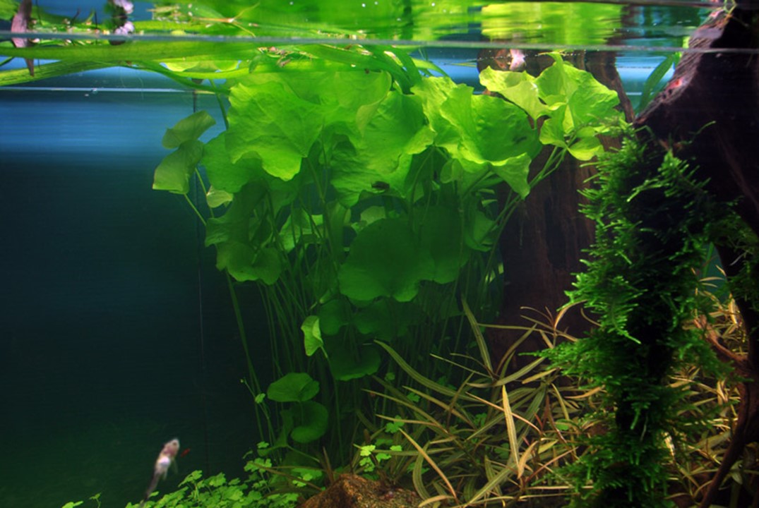 NYMPHOIDES HYDROPHYLLA Taiwan