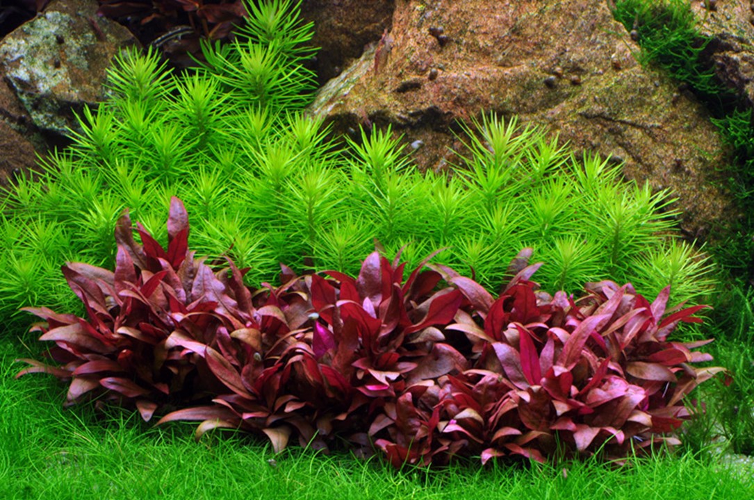 POGOSTEMON DECCANENSIS TROPICA
