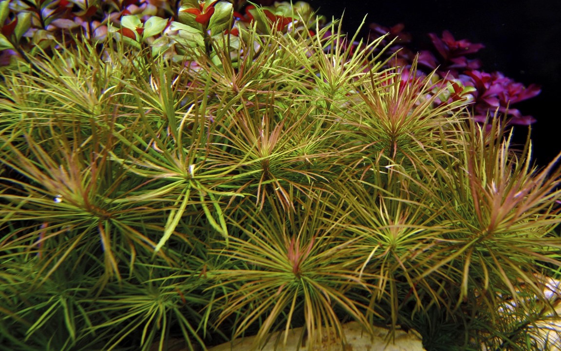 POGOSTEMON STELLATUS TROPICA
