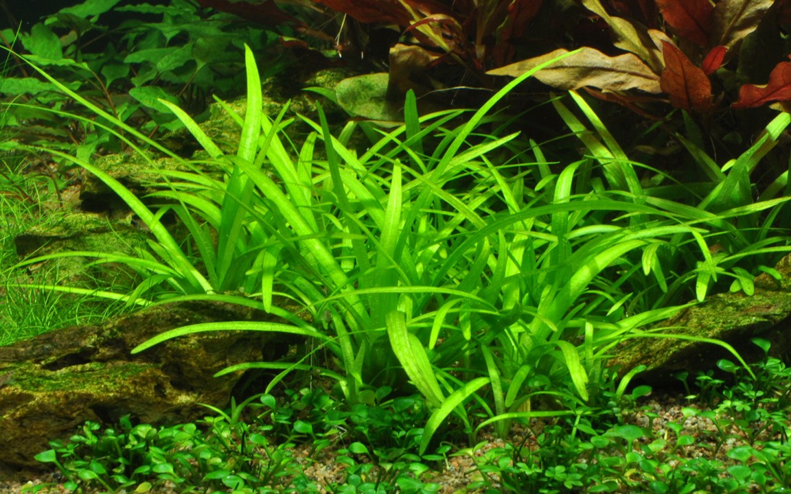 SAGITTARIA SUBULATA TROPICA