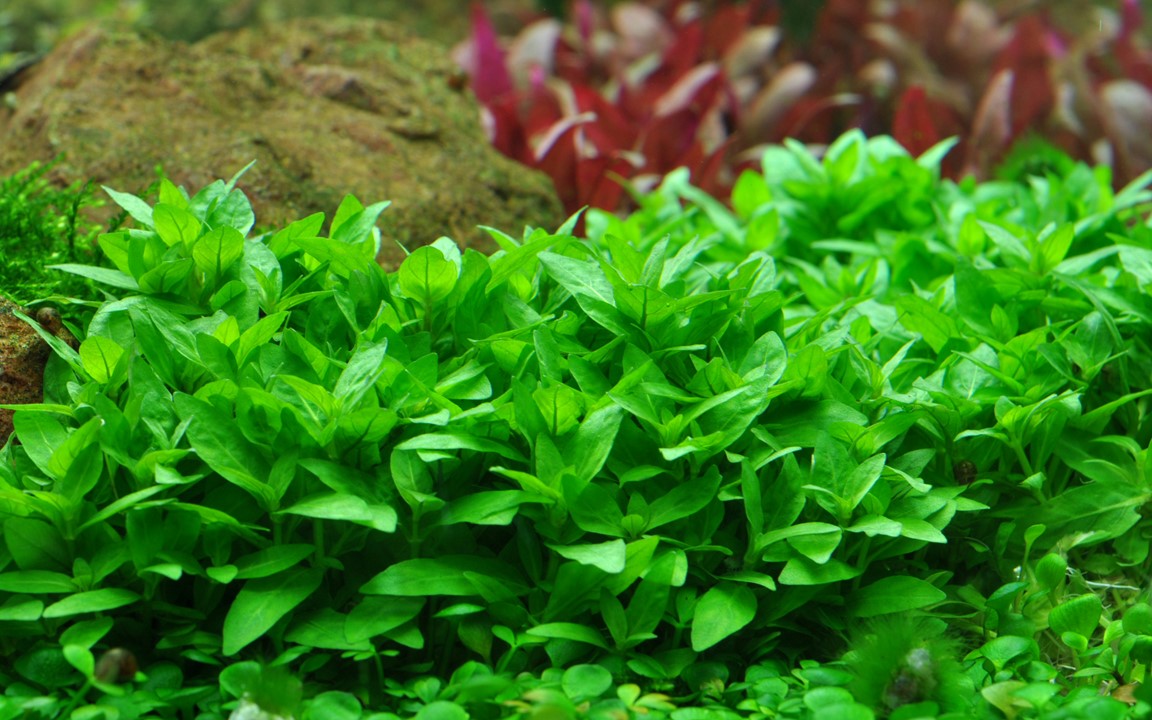 STAUROGYNE REPENS TROPICA