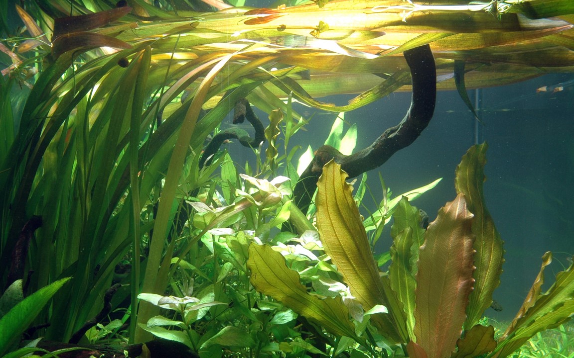 VALLISNERIA AUSTRALIS GIGANTEA