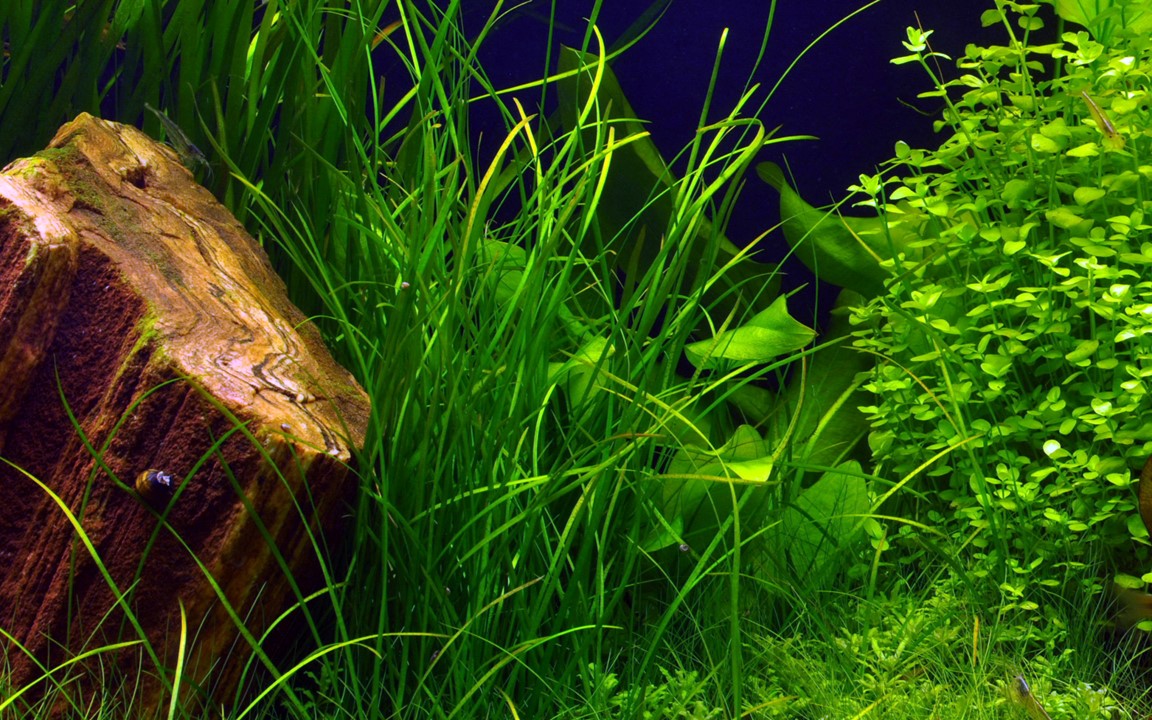 VALLISNERIA NANA TROPICA
