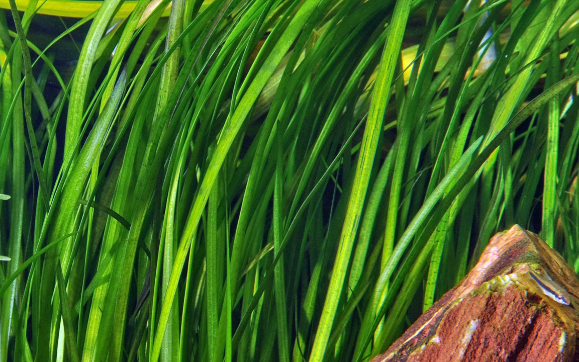 VALLISNERIA SPIRALIS TIGER TROPICA