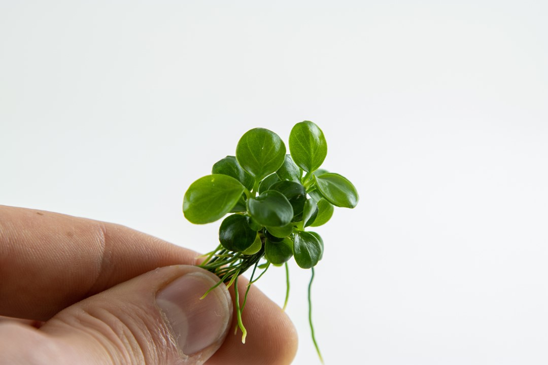 ANUBIAS BARTERI  Mini Coin