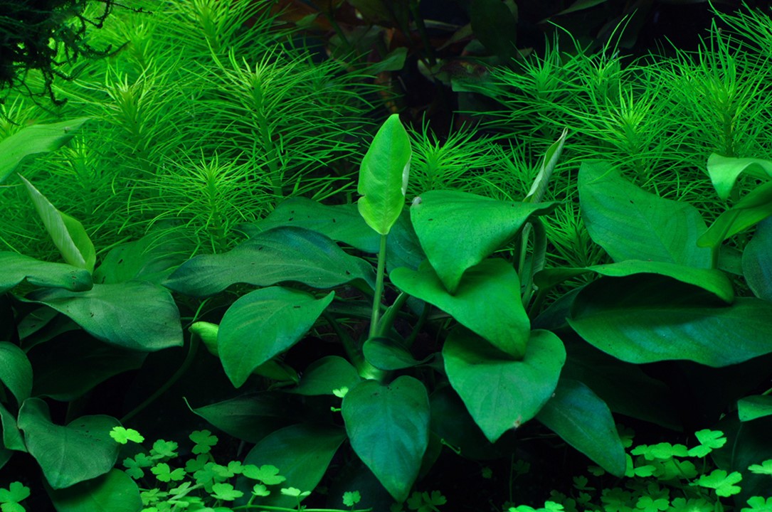 ANUBIAS BARTERI DWARF