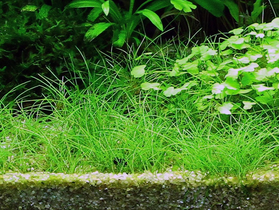 ELEOCHARIS ACICULARIS TROPICA