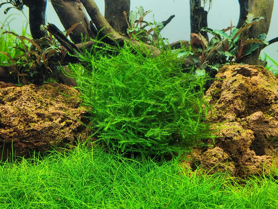LEPTODICTYUM RIPARIUM