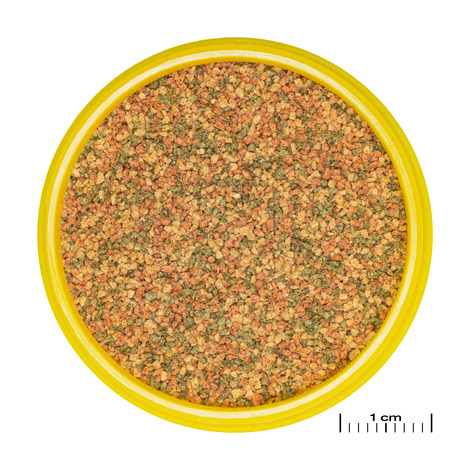 PRONOVO BEL GRANO XS 20ML JBL