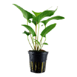 ANUBIAS GRACILIS
