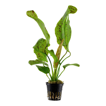 ECHINODORUS  OZELOT GREEN