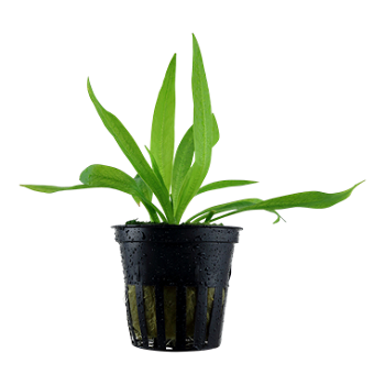 HELANTHIUM BOLIVIANUM QUADRICOSTATUS