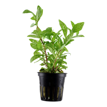 HYGROPHILA POLYSPERMA  Rosanervig