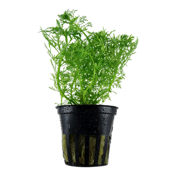 LIMNOPHILA AQUATICA