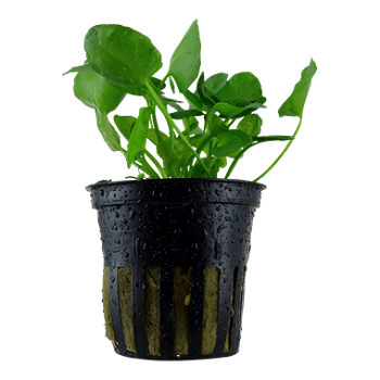 NYMPHOIDES HYDROPHYLLA Taiwan