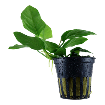 ANUBIAS BARTERI NANA