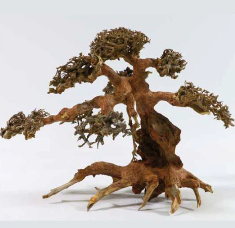 AQUA BONSAI S