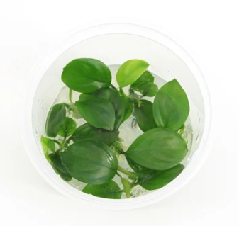 ANUBIAS NANGI 