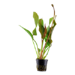 ECHINODORUS - Red Diamond