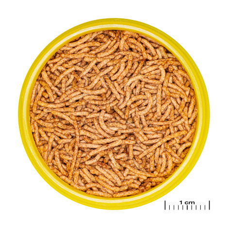 PRONOVO RED INSECT STICK S20ML 