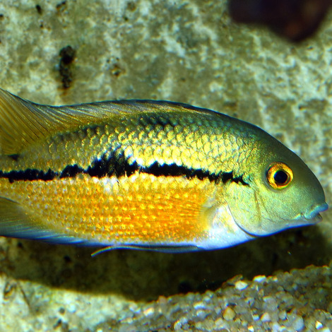 PRONOVO CICHLID GRANO M 250ML 