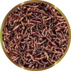 CHIRONOMUS 15g