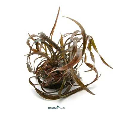 CRYPTOCORYNE SPIRALIS RED DENNERLE PLANTS