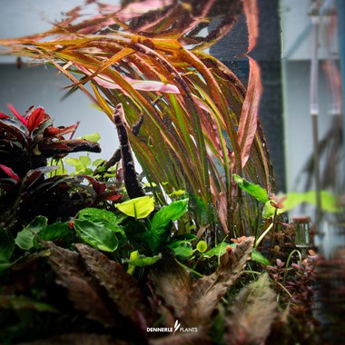 CRYPTOCORYNE SPIRALIS RED DENNERLE PLANTS