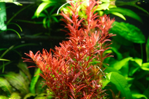 ROTALA ROTUNDIFOLIA BLOOD RED 