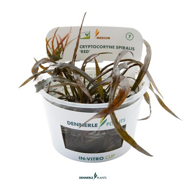 CRYPTOCORYNE SPIRALIS RED