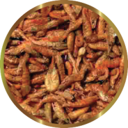 KRILL 10g SHG