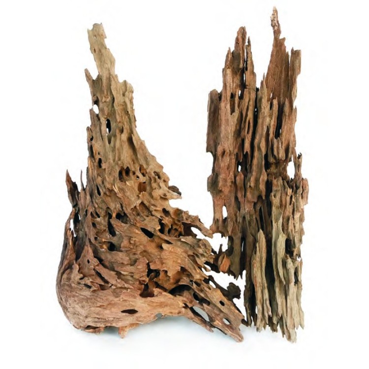 DRAGON WOOD TAGLIA S (10–20 CM)